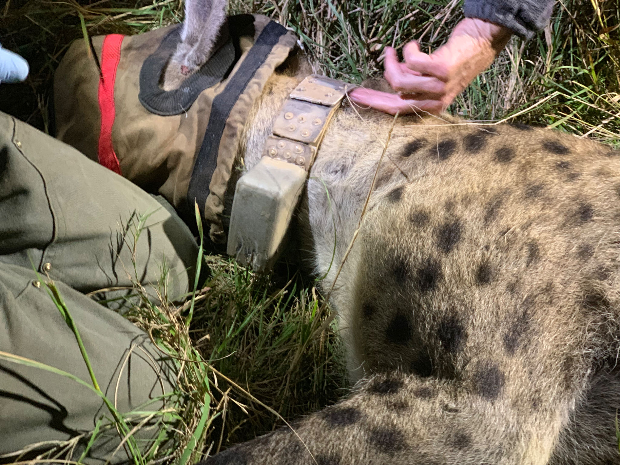 Fitting tracking collar on Hyena